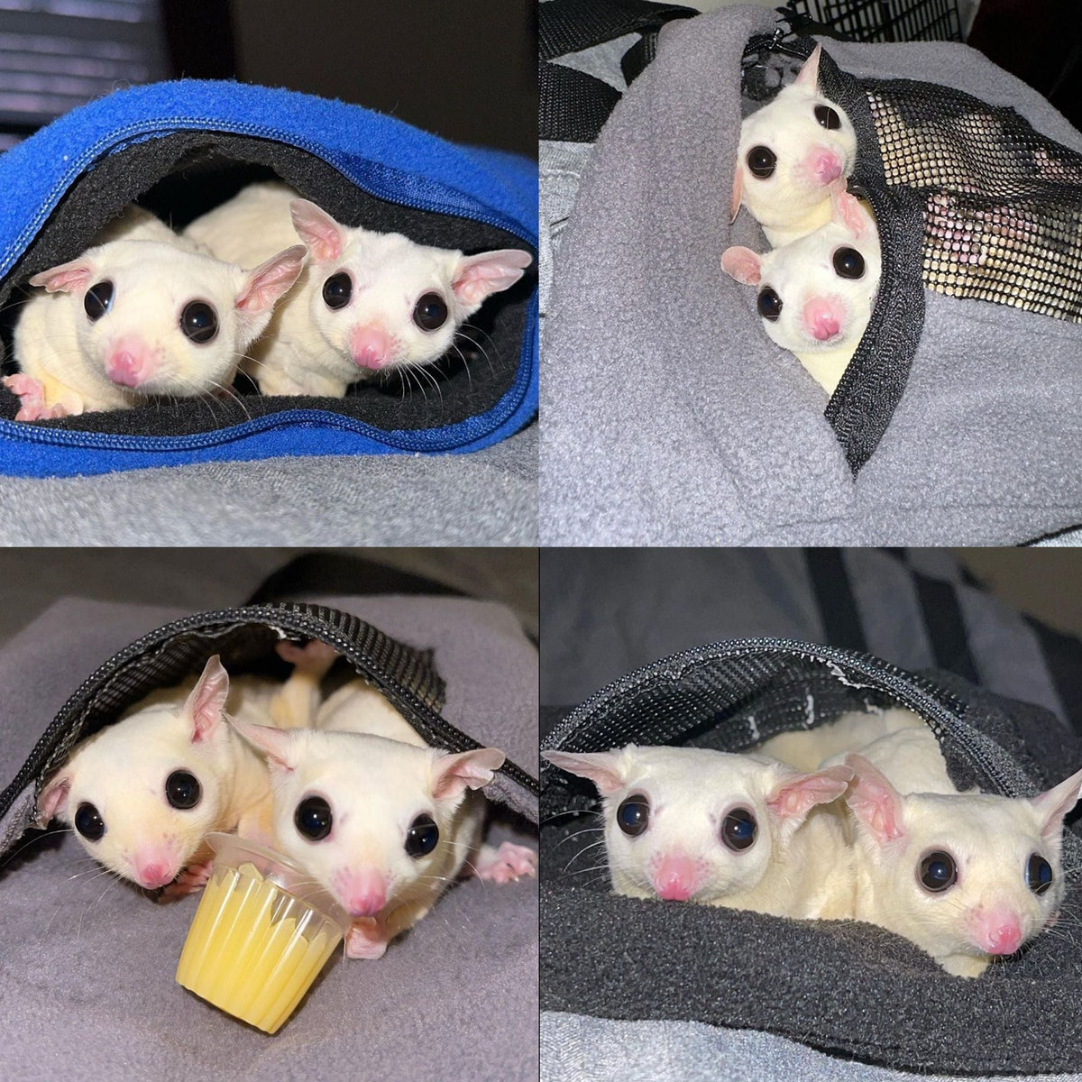 Economy Carry Pouch